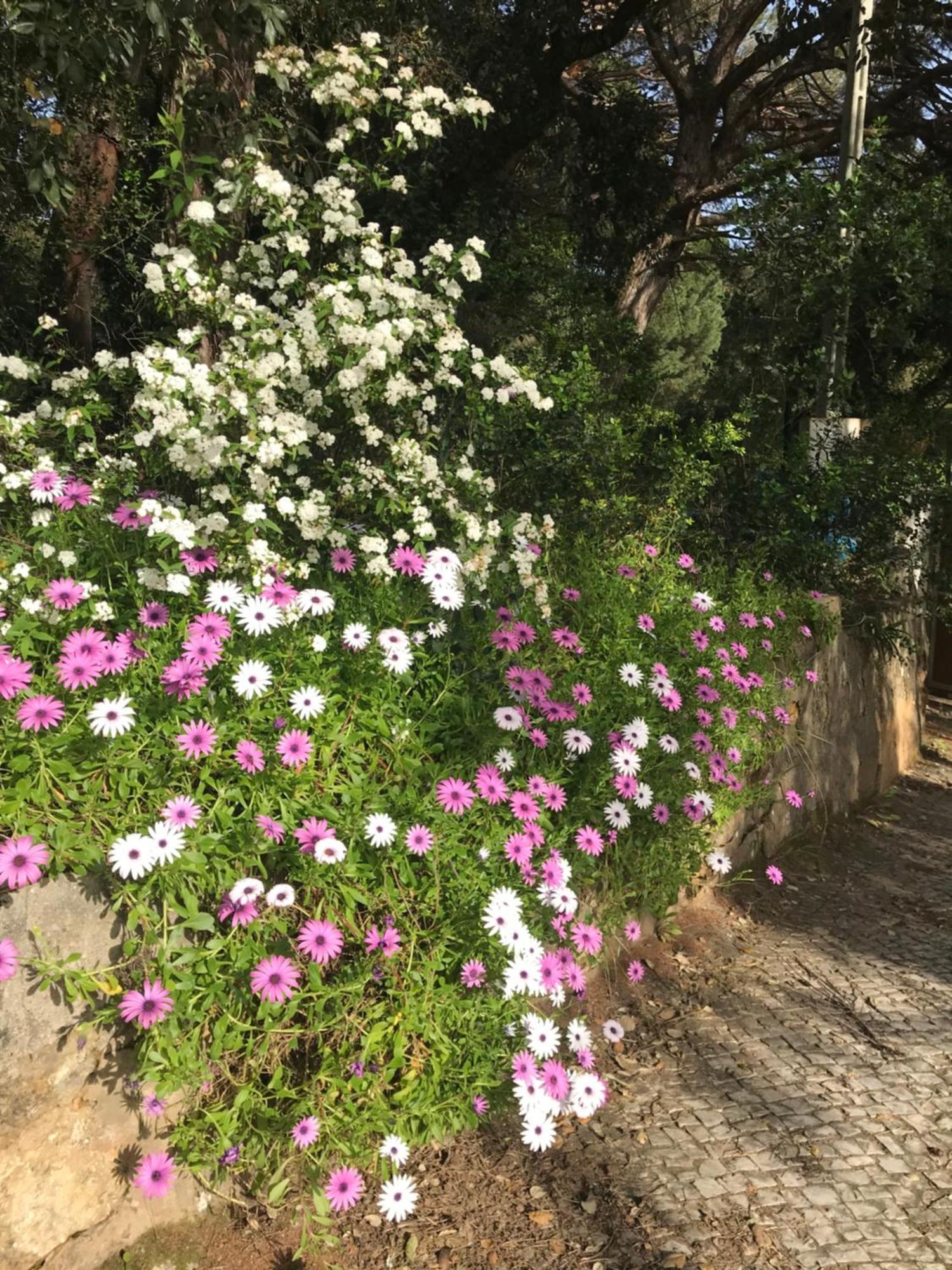 שטובל Quinta Dos Canais מראה חיצוני תמונה